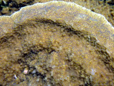 CotW preview: Montipora patula