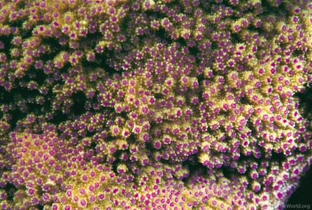 CotW: Montipora patula