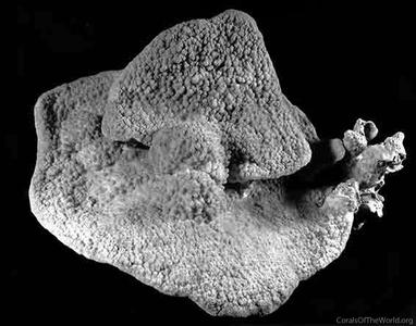 CotW: Montipora patula