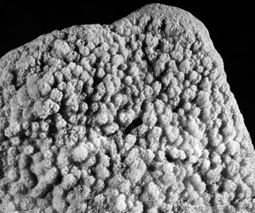 CotW: Montipora patula