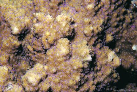 CotW preview: Montipora peltiformis