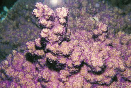 CotW: Montipora peltiformis
