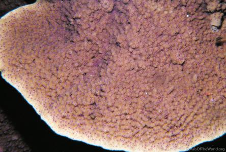 CotW: Montipora peltiformis