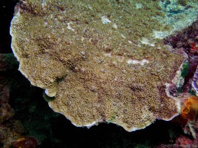 CotW: Montipora peltiformis
