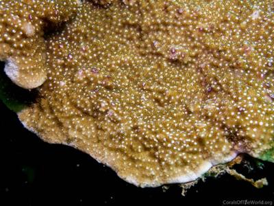 CotW: Montipora peltiformis