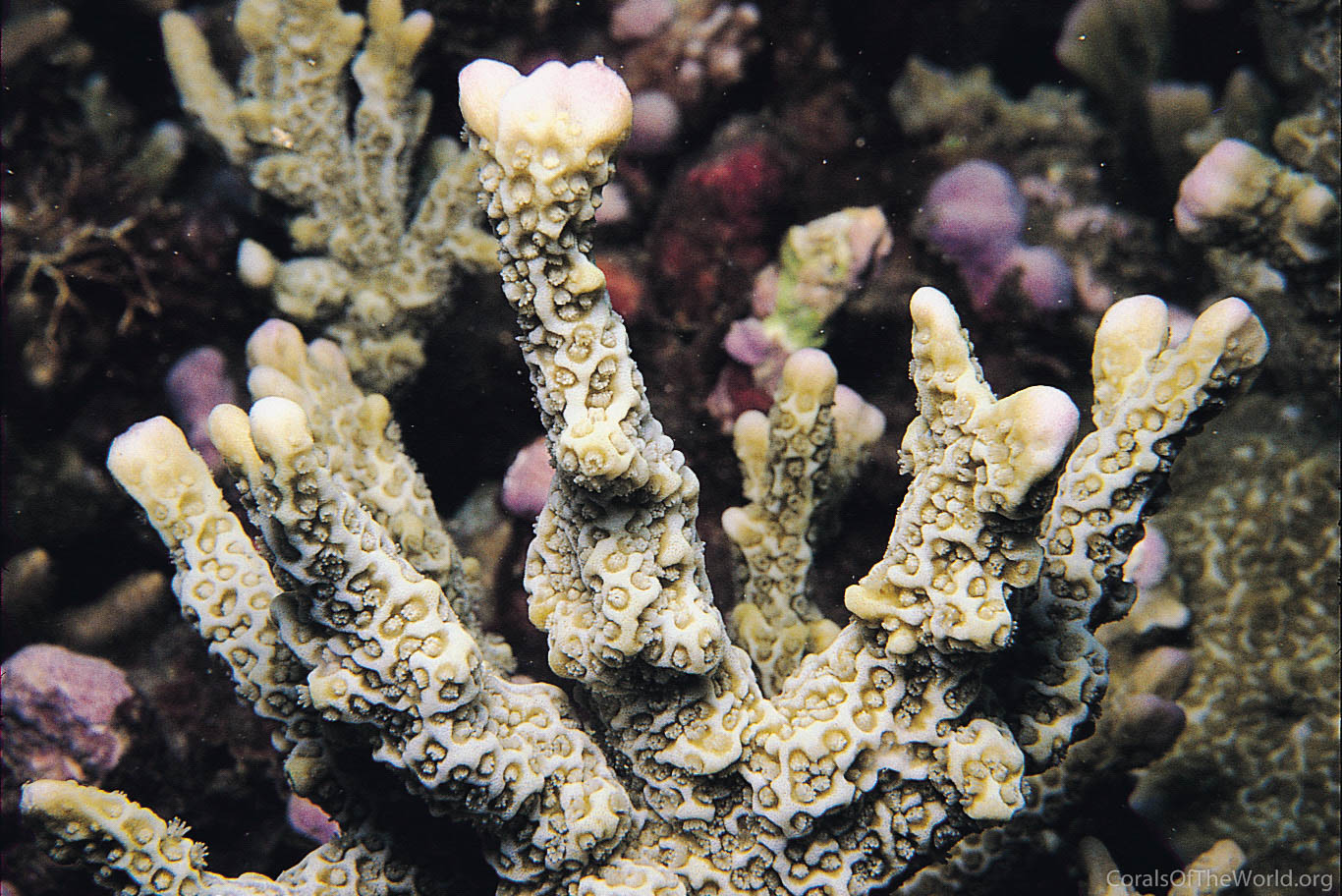 Montipora porites