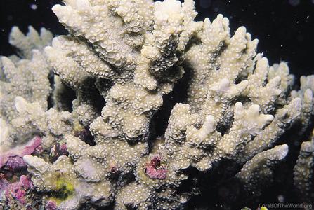 CotW: Montipora porites