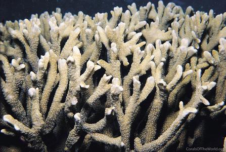 CotW: Montipora porites