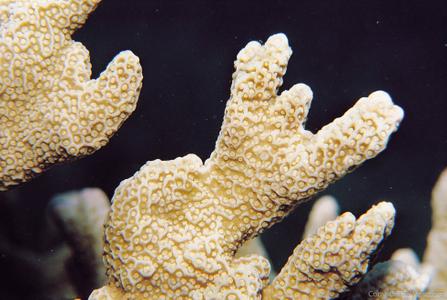 CotW: Montipora porites