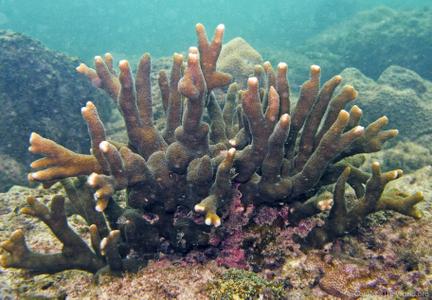 CotW preview: Montipora samarensis