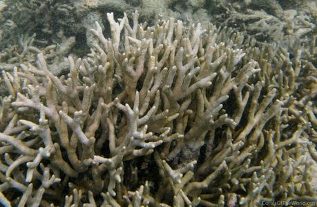 CotW: Montipora samarensis