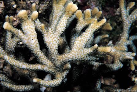 CotW: Montipora samarensis