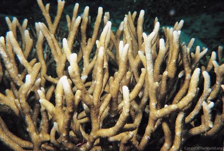 CotW: Montipora samarensis