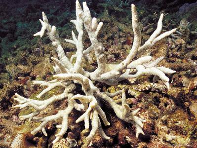 CotW: Montipora samarensis
