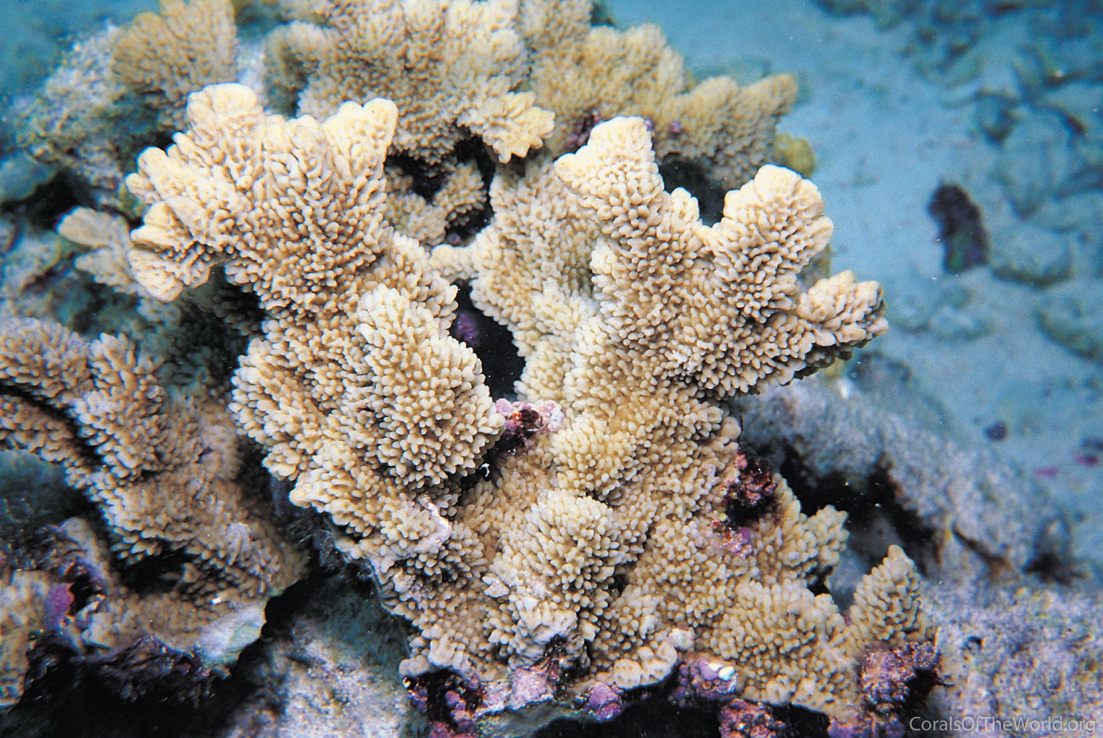 Montipora saudii