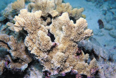 CotW preview: Montipora saudii
