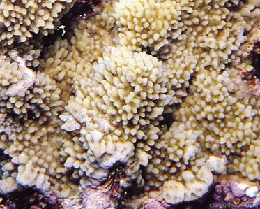 CotW preview: Montipora saudii