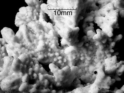 CotW: Montipora saudii