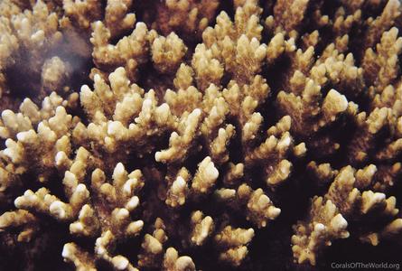 CotW: Montipora setosa