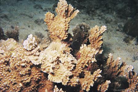 CotW: Montipora setosa