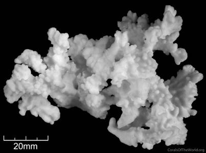 CotW: Montipora setosa
