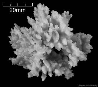 CotW: Montipora setosa