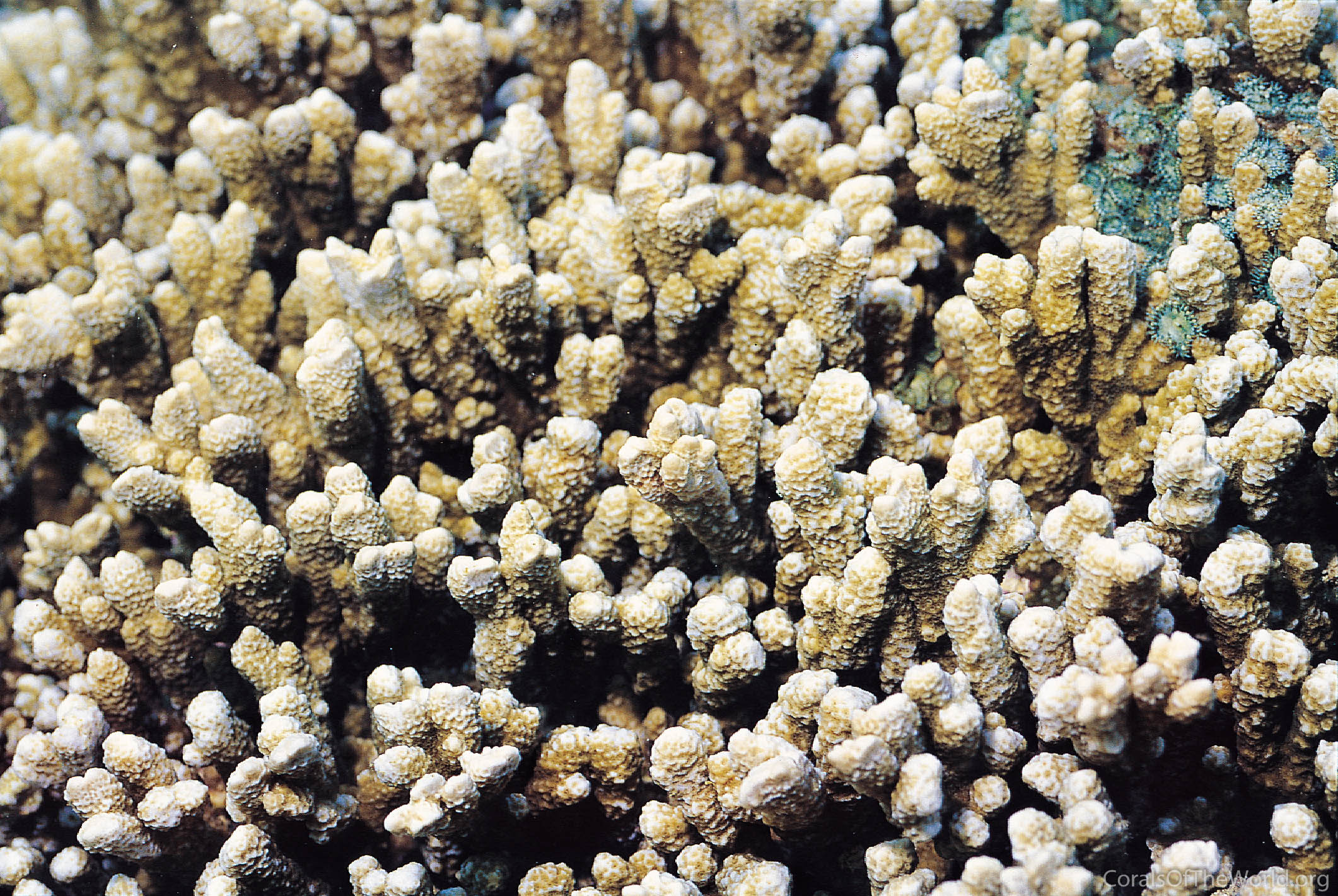 Montipora spongiosa