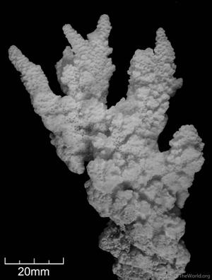 CotW preview: Montipora spongiosa