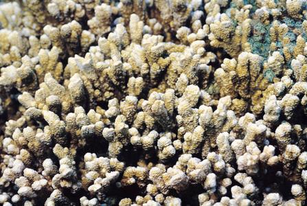CotW: Montipora spongiosa