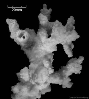 CotW: Montipora spongiosa