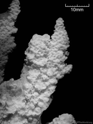 CotW: Montipora spongiosa