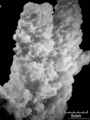 CotW: Montipora spongiosa