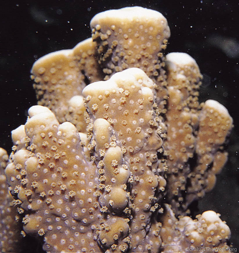 Montipora spongodes