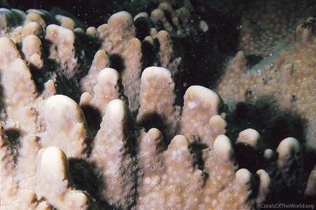 CotW: Montipora spongodes