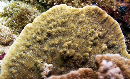 CotW: Montipora spongodes