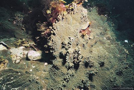 CotW: Montipora spongodes