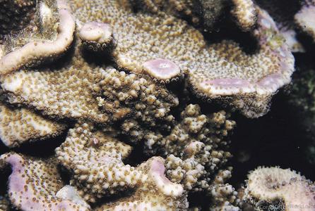 CotW: Montipora spongodes