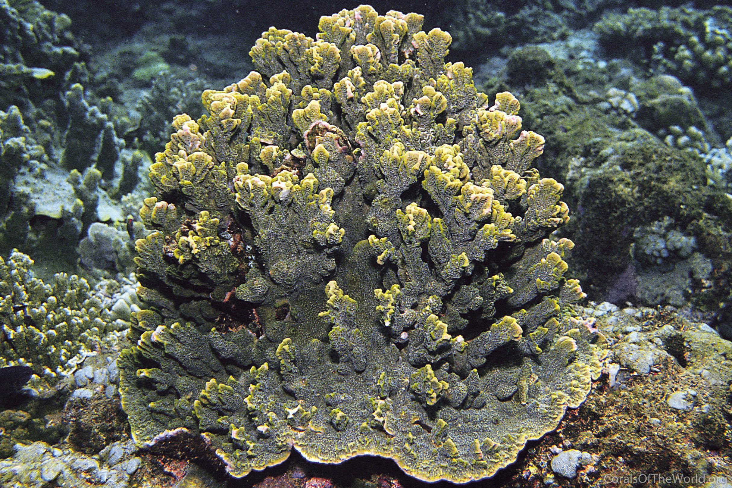 Montipora spumosa