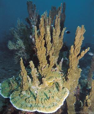 CotW: Montipora spumosa