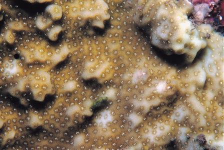 CotW: Montipora spumosa
