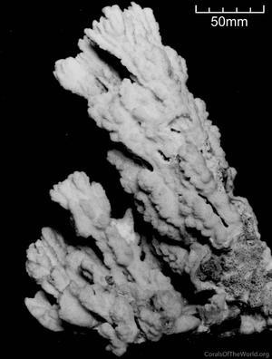 CotW: Montipora spumosa