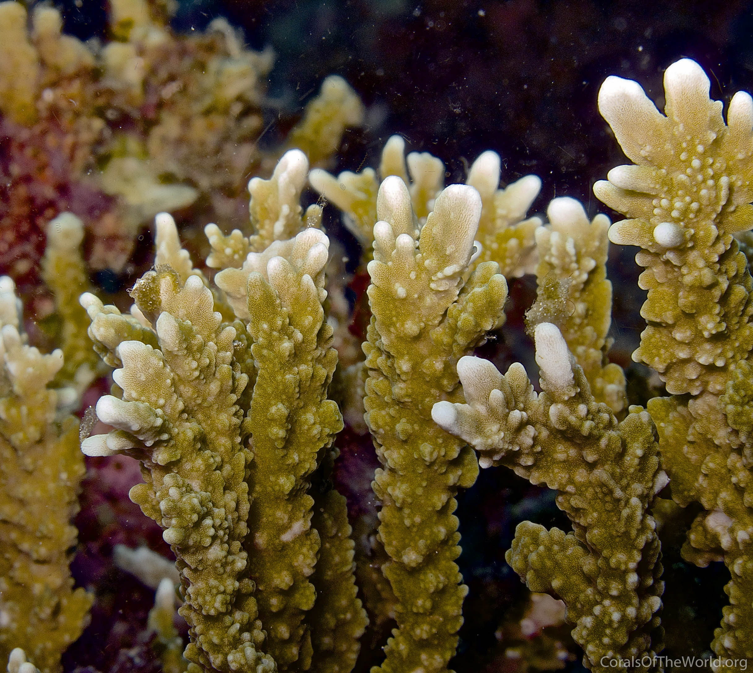 Montipora stellata