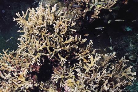 CotW preview: Montipora stellata