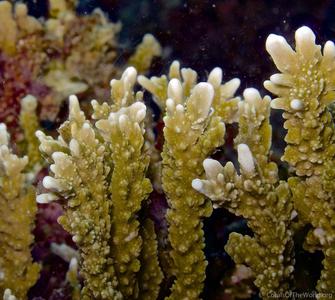 CotW: Montipora stellata