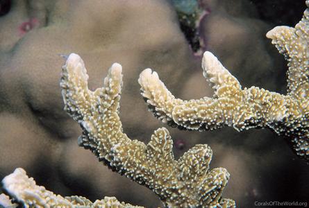 CotW: Montipora stellata
