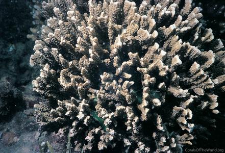 CotW: Montipora stellata