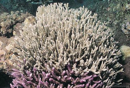CotW: Montipora stellata