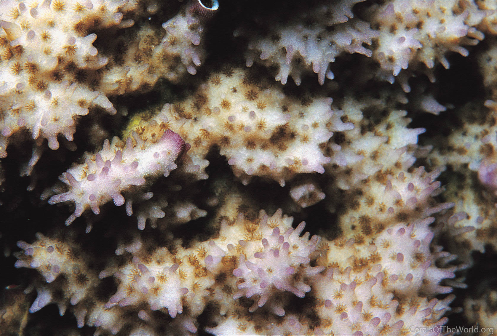 Montipora stilosa