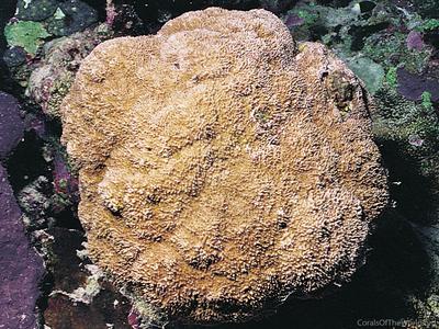 CotW: Montipora stilosa