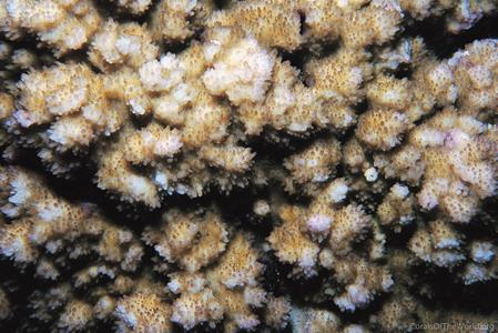 CotW: Montipora stilosa